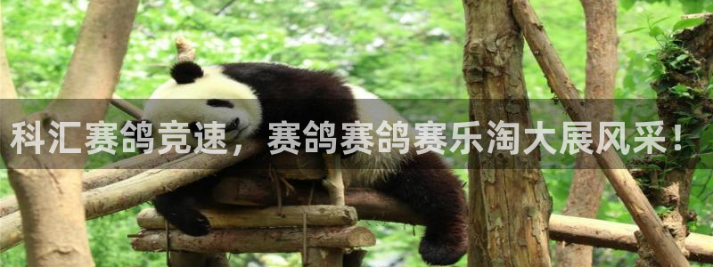 山猫免费直播体育nba：科汇赛鸽竞速，赛鸽赛鸽赛乐淘大展风采！